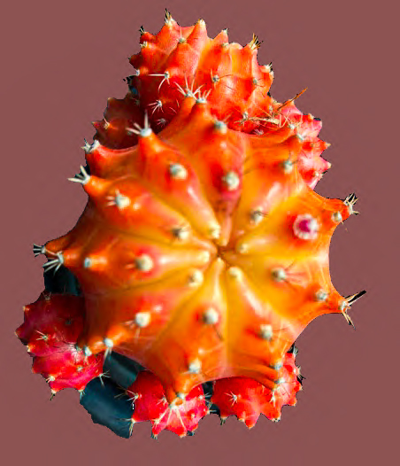Debra Skinner Cactus